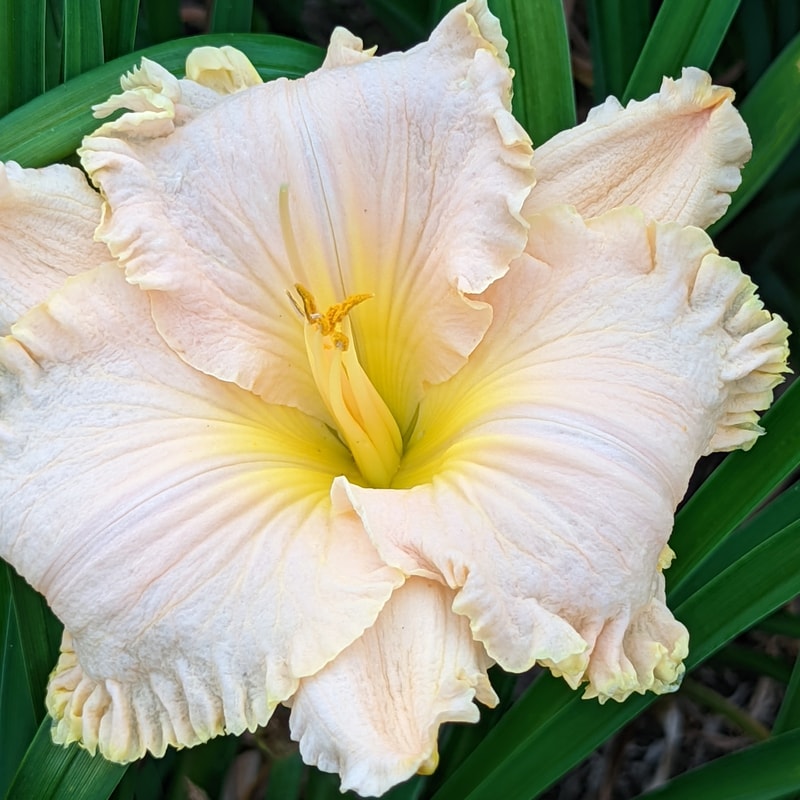 Aunt Leona from Haley_Springs_Farm