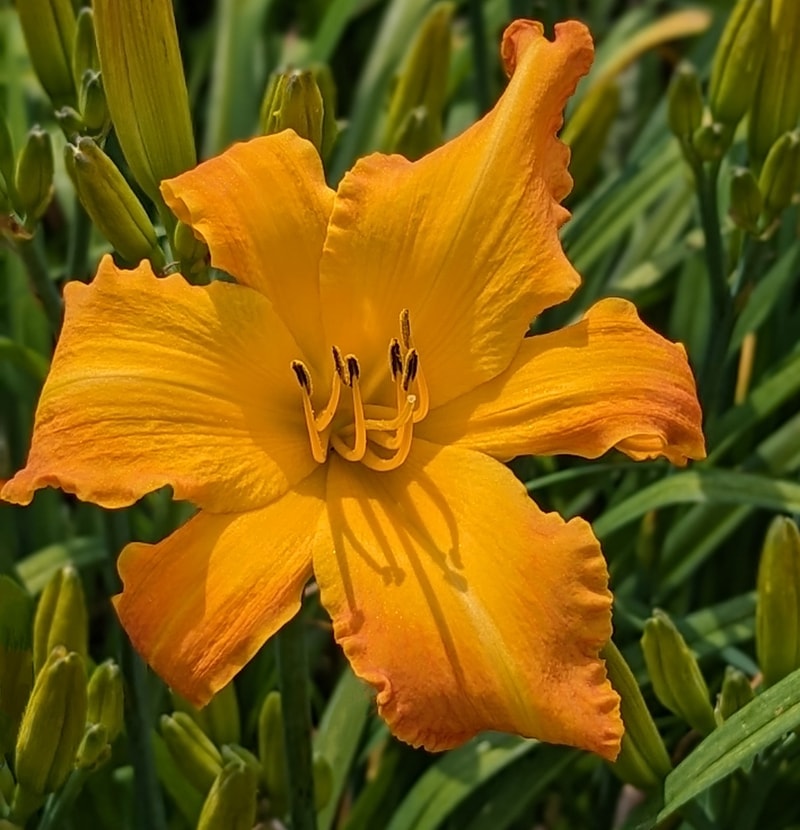 Highland Pinched Fingers from Haley_Springs_Farm