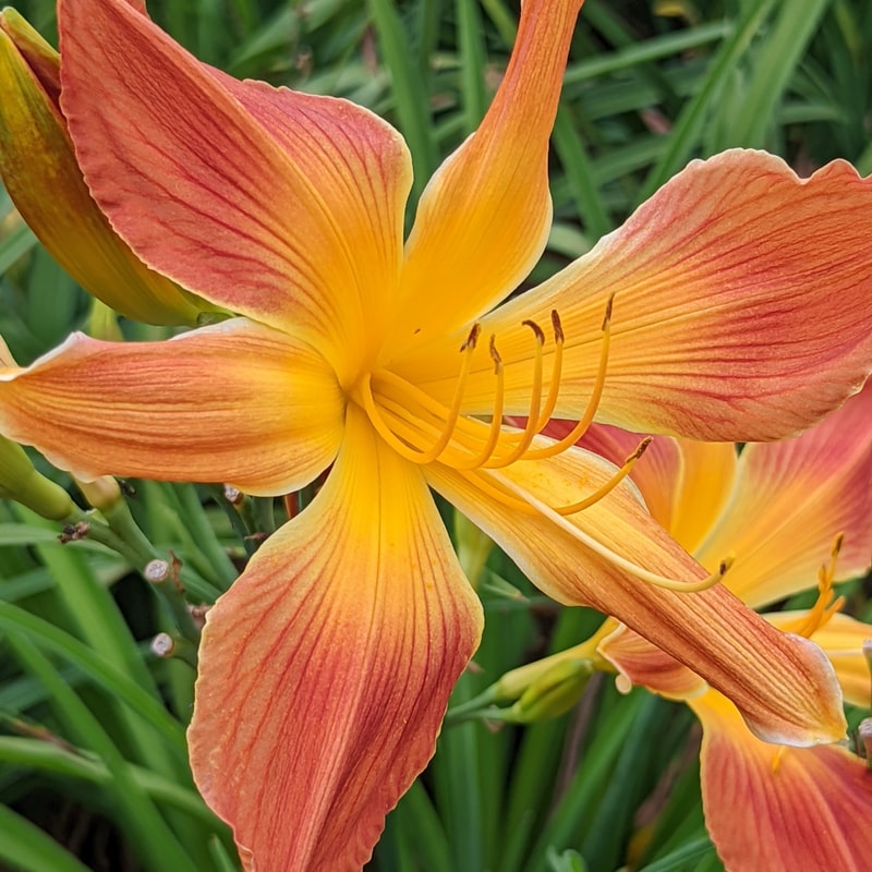 Open Hearth from Haley_Springs_Farm