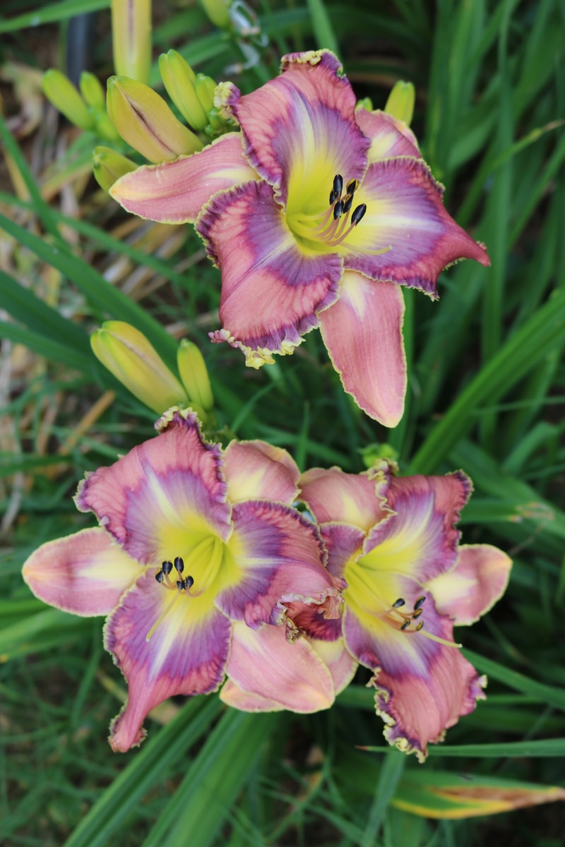 Mildred Mitchell from Haley_Springs_Farm