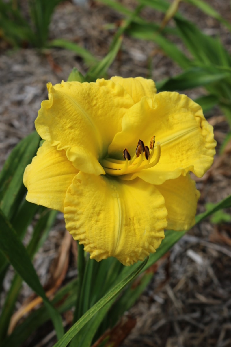 Just for Breakfast from Haley_Springs_Farm
