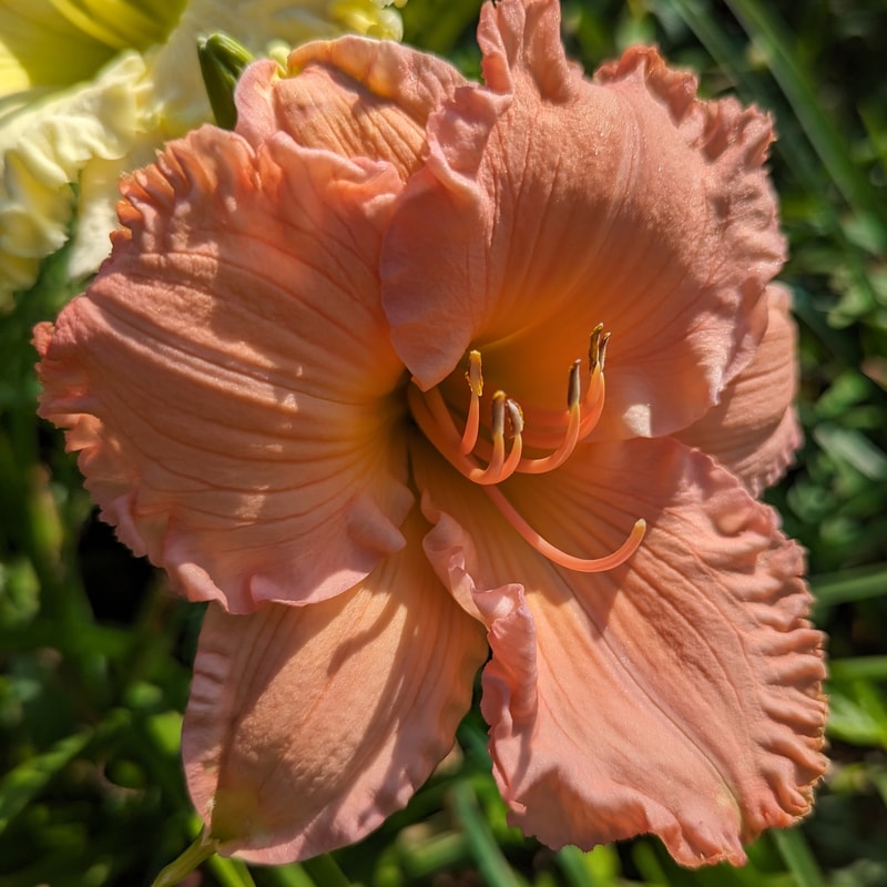 Smoky Mountain Bell from Haley_Springs_Farm