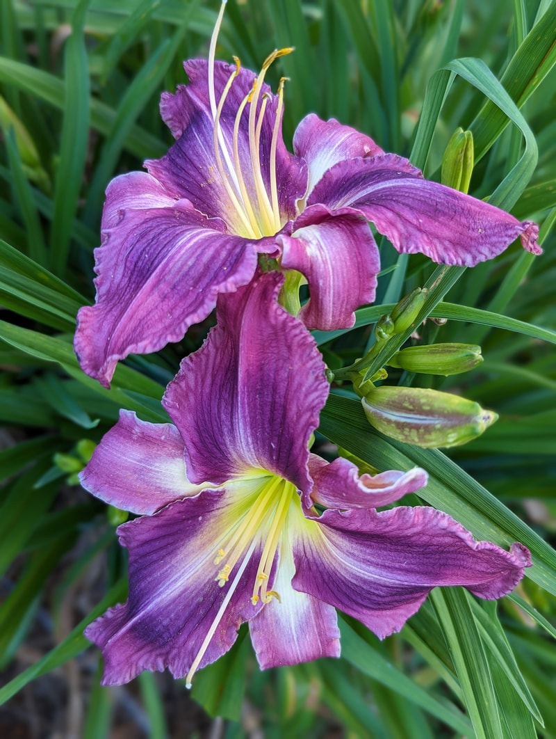 Smoke Scream from Haley_Springs_Farm