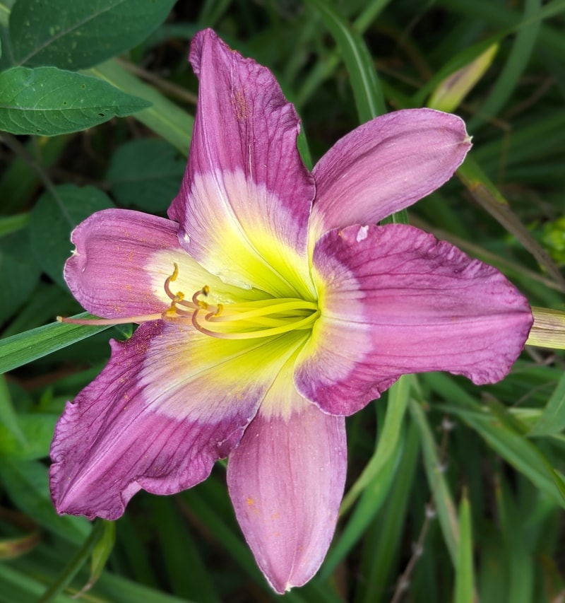 Swallow Tail Kite from Haley_Springs_Farm