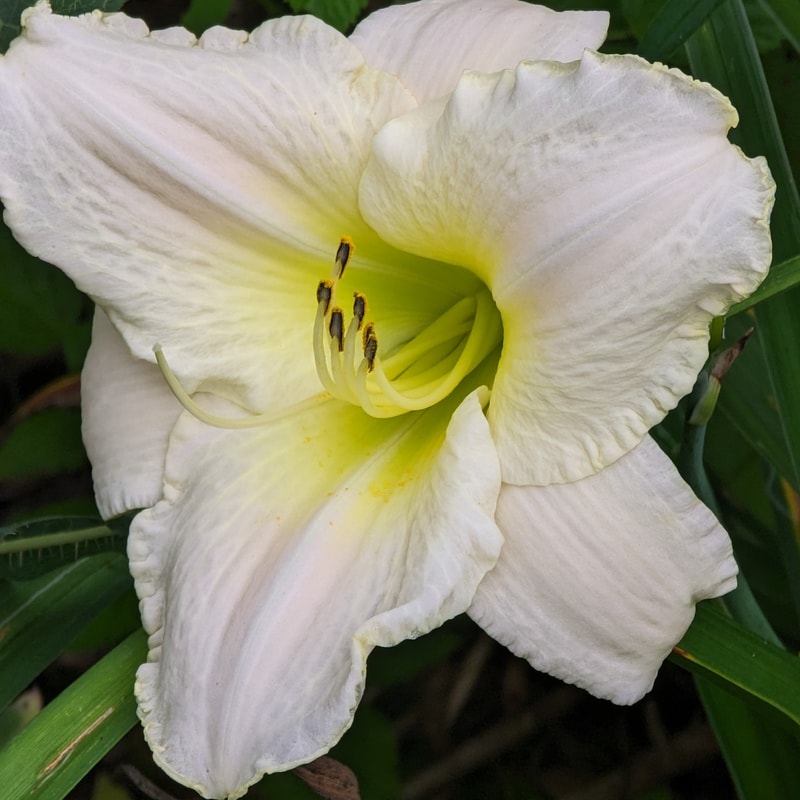 White Perfection from Haley_Springs_Farm