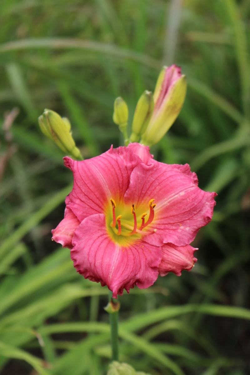 Bosie from Haley_Springs_Farm