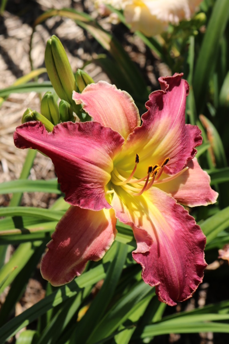 Tontos Expanding Headband from Haley_Springs_Farm