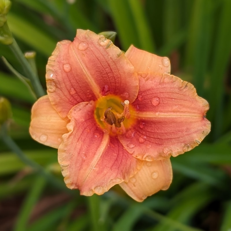 Too Cute from Haley_Springs_Farm