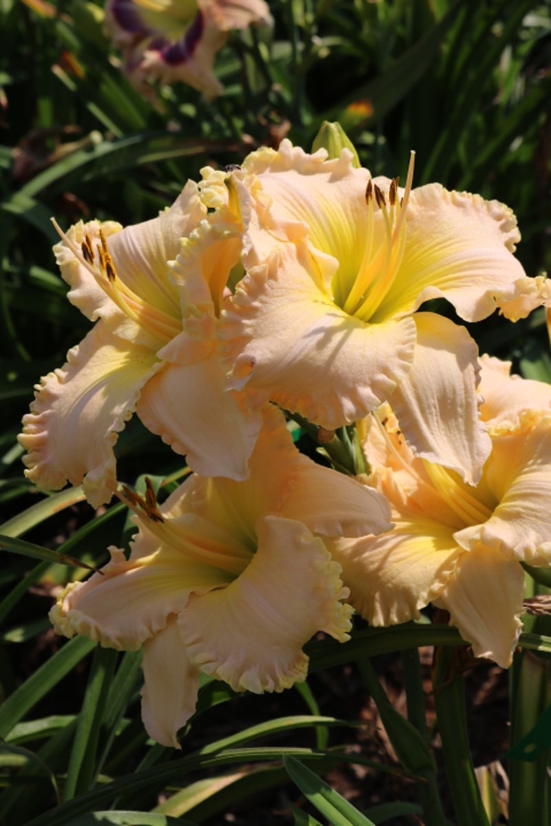 Kensington Plantation from Haley_Springs_Farm