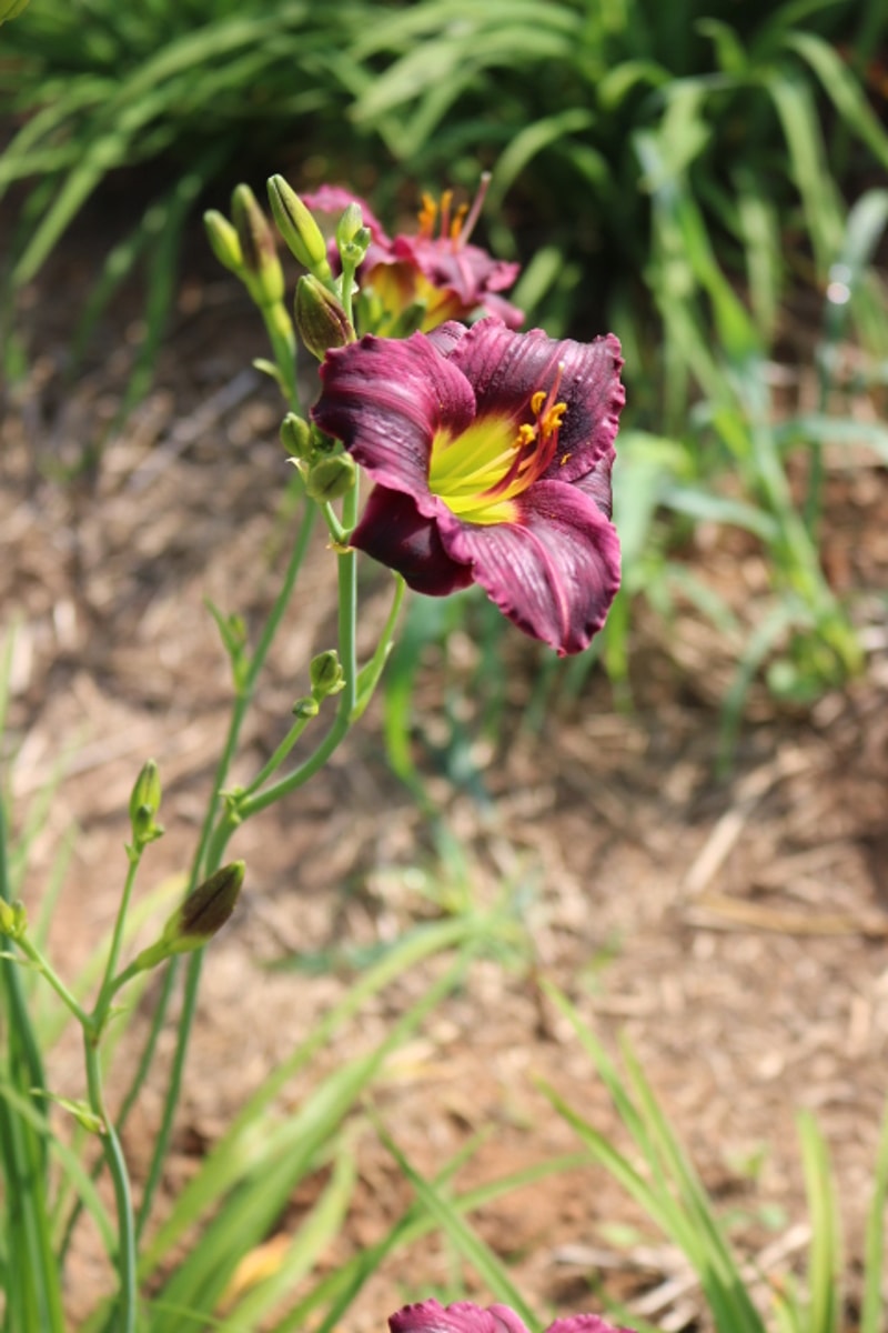 Barbary Corsair from Haley_Springs_Farm