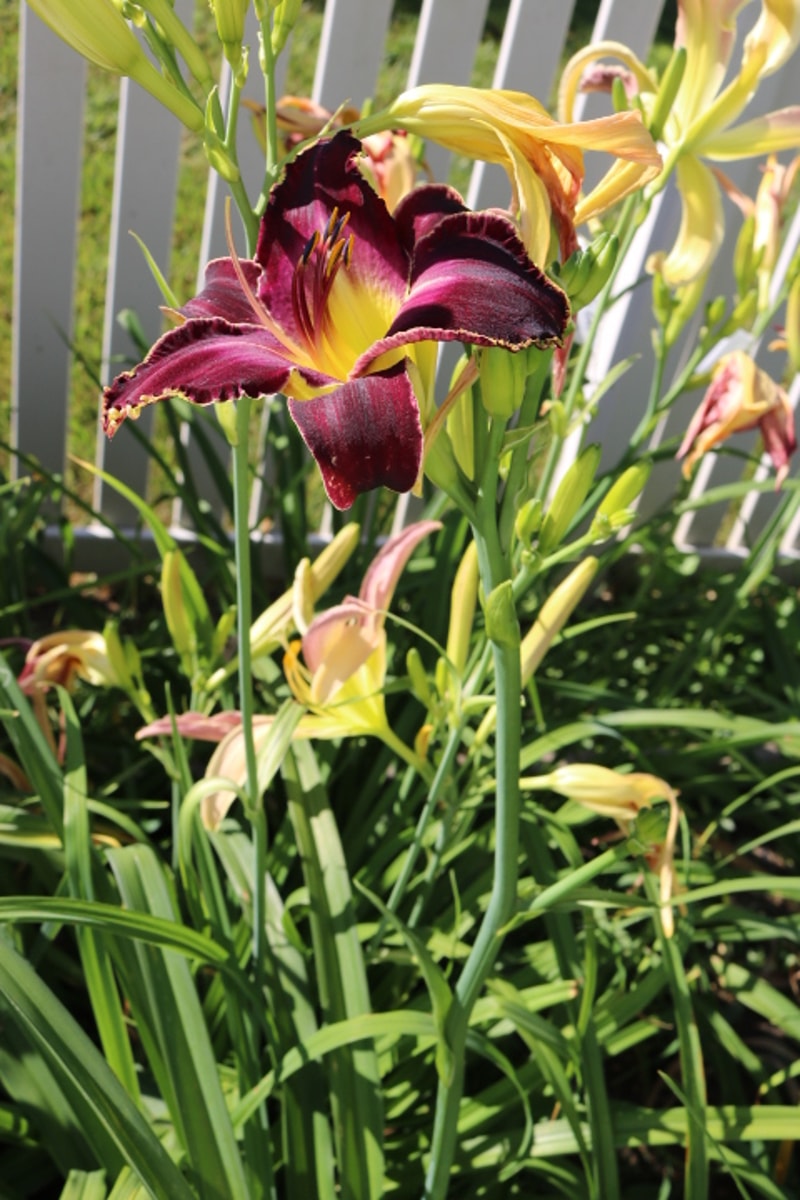 Lounge Lizard from Haley_Springs_Farm