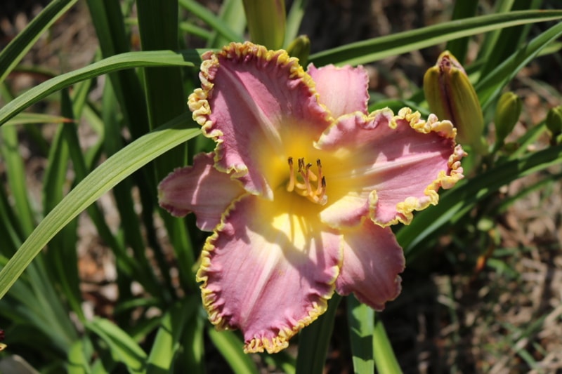 Frank's Star of Bethlehem from Haley_Springs_Farm