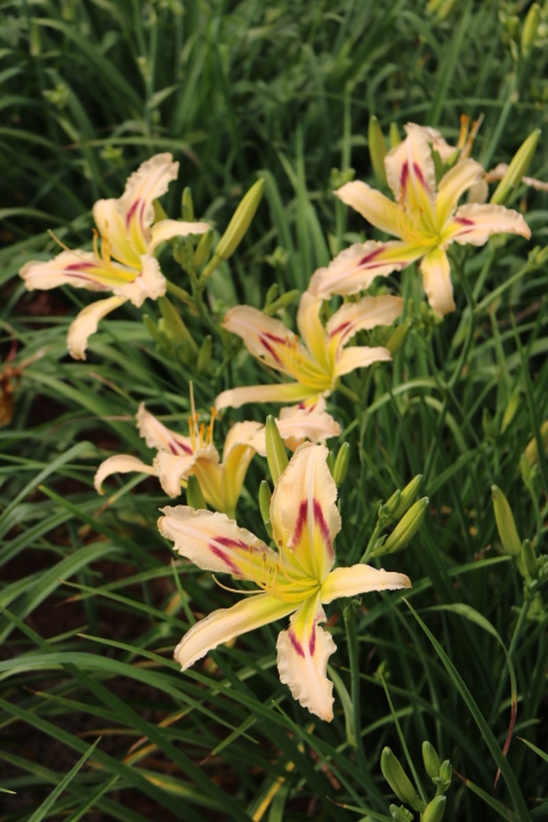 Monacan Trail from Haley_Springs_Farm