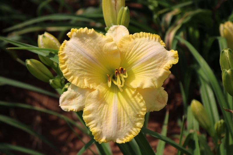Trevi Fountain from Haley_Springs_Farm