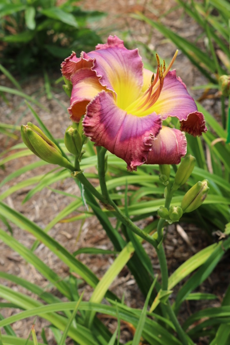 The Colorado Kid from Haley_Springs_Farm