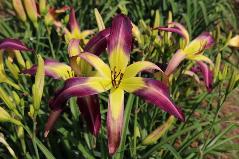 Bali Watercolor from Haley_Springs_Farm