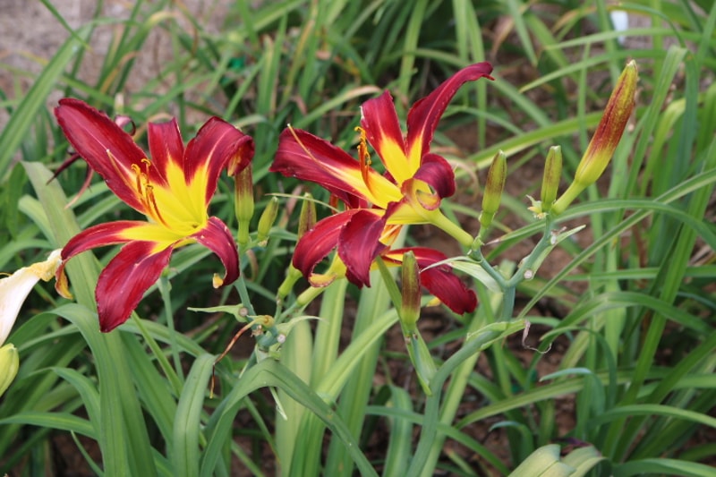 Crimson Ninja from Haley_Springs_Farm