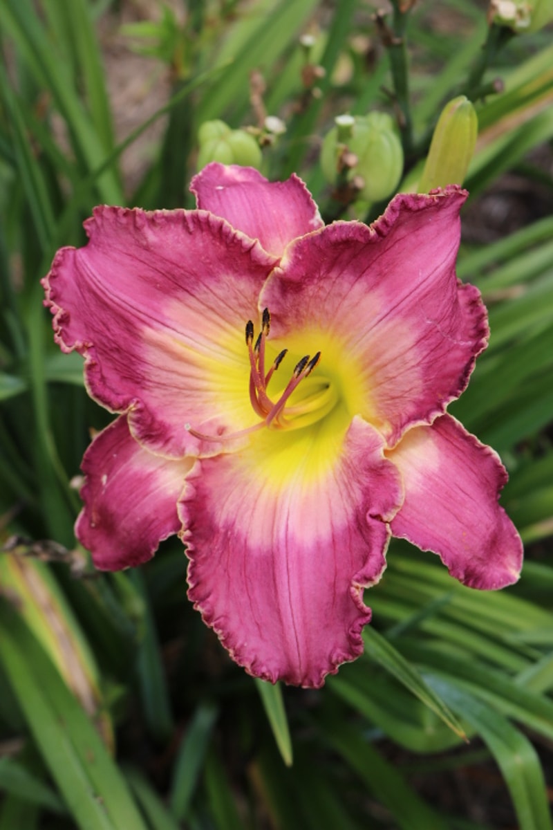 Victorian Garden Dancing Waters from Haley_Springs_Farm