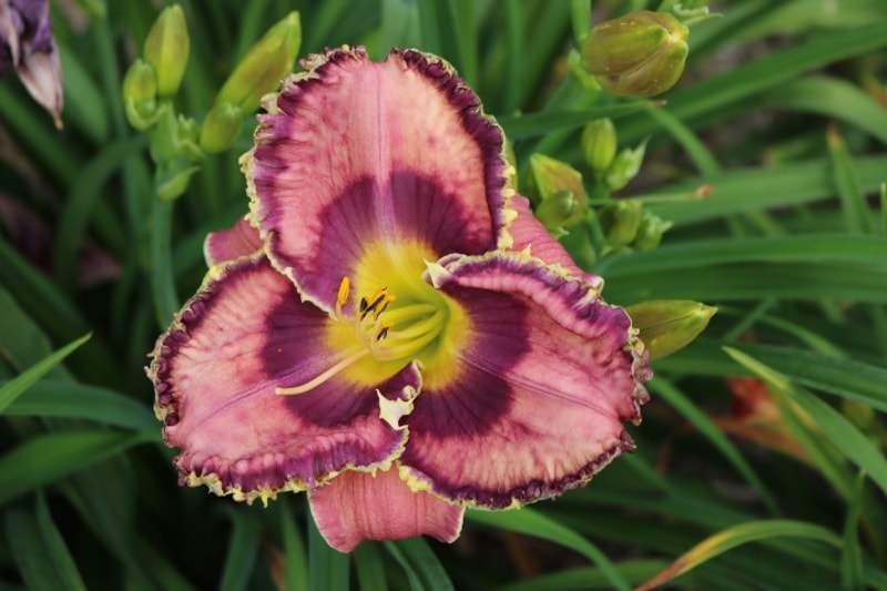 God Save the Queen from Haley_Springs_Farm