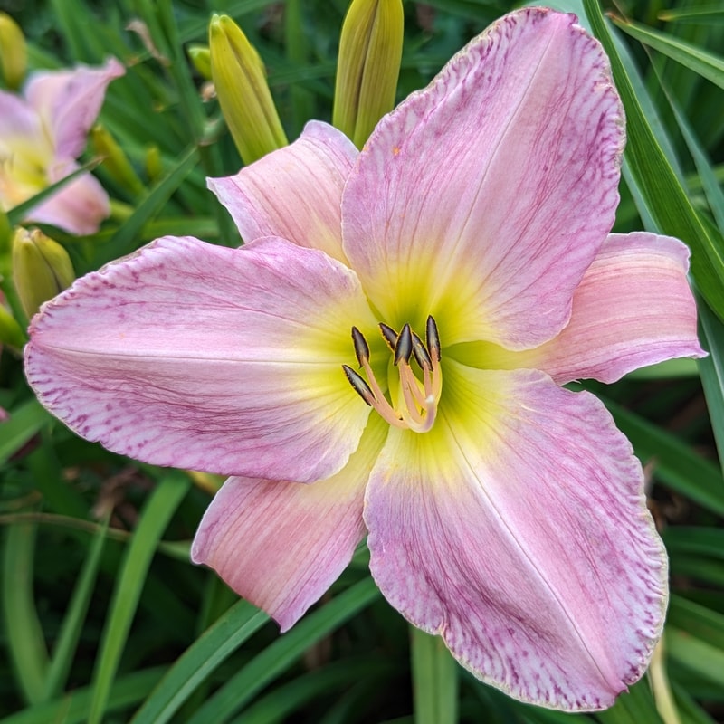 Pewter Lake from Haley_Springs_Farm