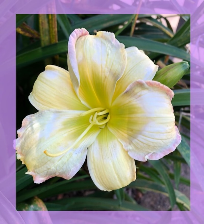 SHALLOW FORDS DREAMIN' OF GAZOO from starcrossedseeds