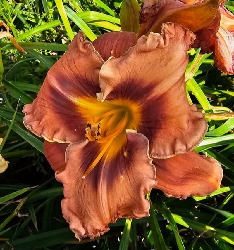 CHOCOLATE BLISS from starcrossedseeds