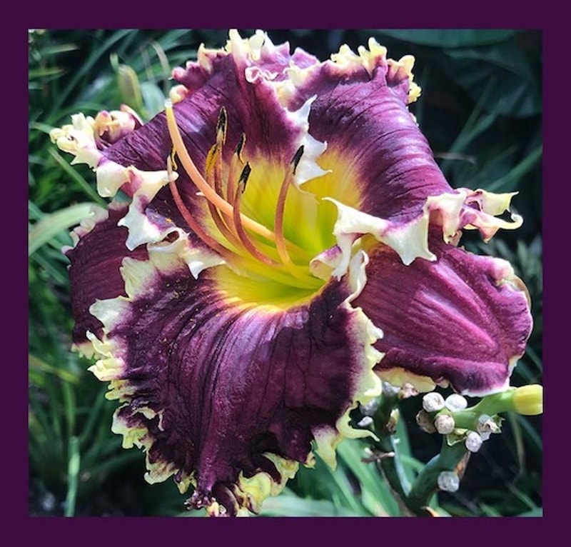 NICK BALASH from starcrossedseeds