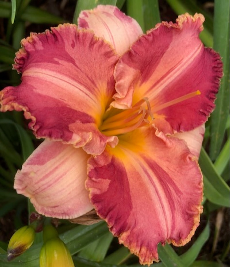 ALICE'S PAINTBOX from starcrossedseeds