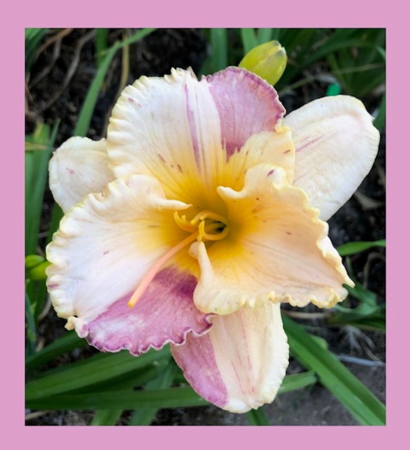 PINK SUGAR SPRINKLES from starcrossedseeds