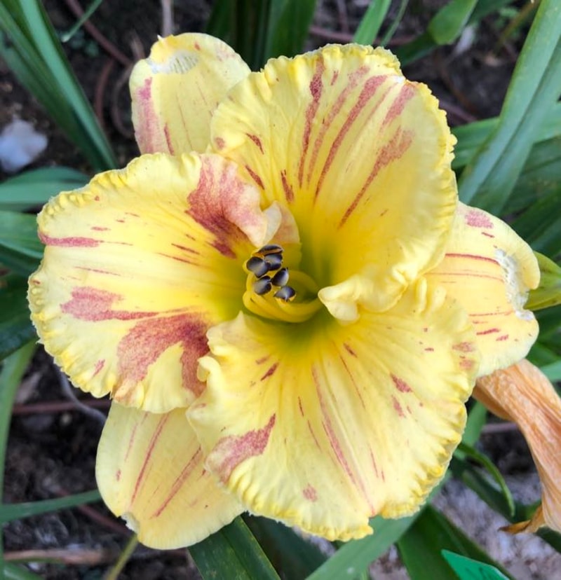 SONJA'S BROKEN SUNBEAM from starcrossedseeds