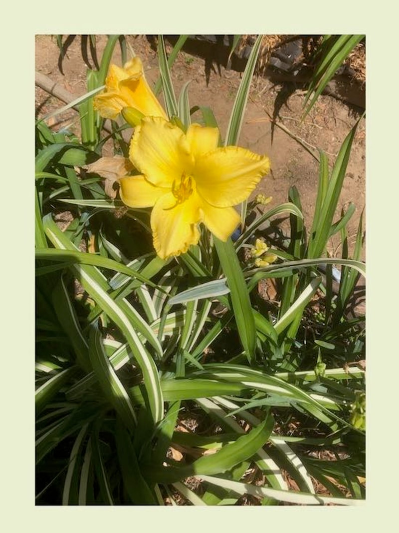 IDENTITY CRISIS from starcrossedseeds