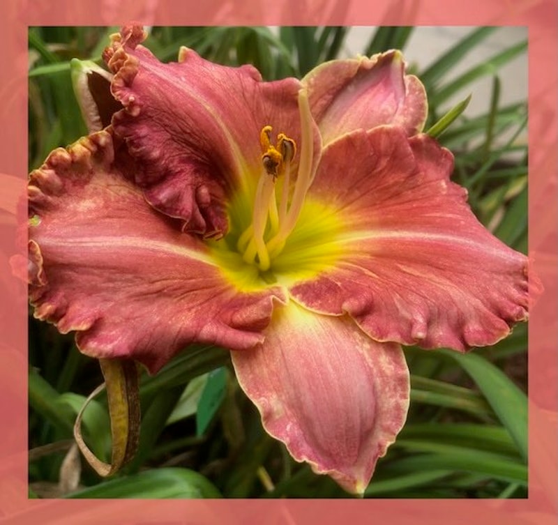 CORAL KOALA KISSES from starcrossedseeds