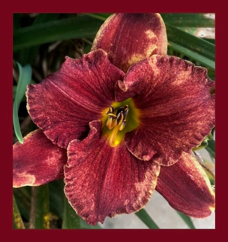 CHERRY CHAMPAGNE   from starcrossedseeds