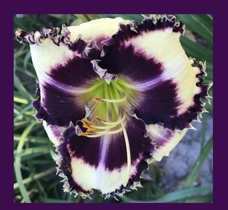 COLE BECK from starcrossedseeds