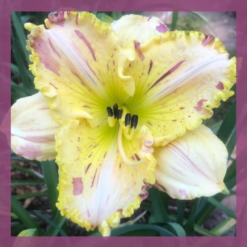 THE UNDEFINABLE KID from starcrossedseeds