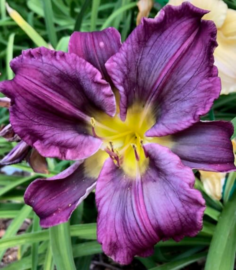 WOOD DRAGON from starcrossedseeds