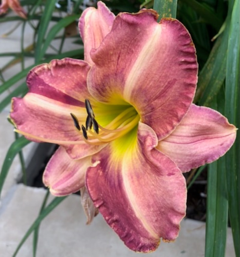 PICASSO'S SCHEHERAZADE from starcrossedseeds