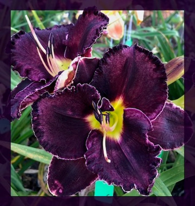 NAT'S TASMANIAN HAMMER from starcrossedseeds