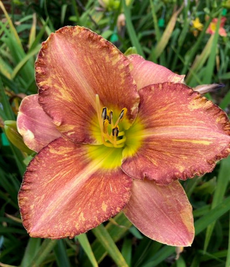 NIKO'S KOREAN LIGHTNING from starcrossedseeds