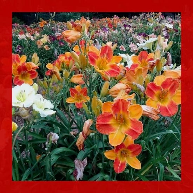 BICOLOR BONANZA from starcrossedseeds