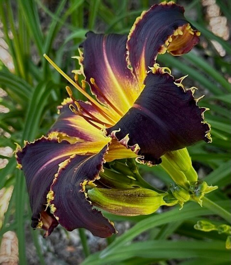 BONIBRAE WITCHES AND WARLOCKS from starcrossedseeds