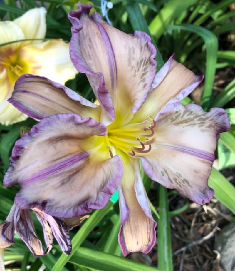 WOOD DRAGON from starcrossedseeds