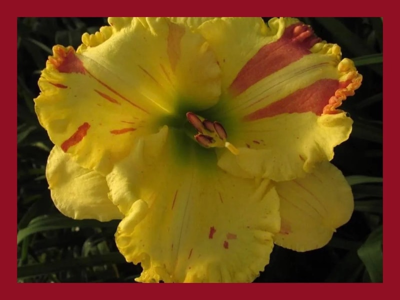 SHALLOW FORDS PSEUDO MELANISTIC from starcrossedseeds