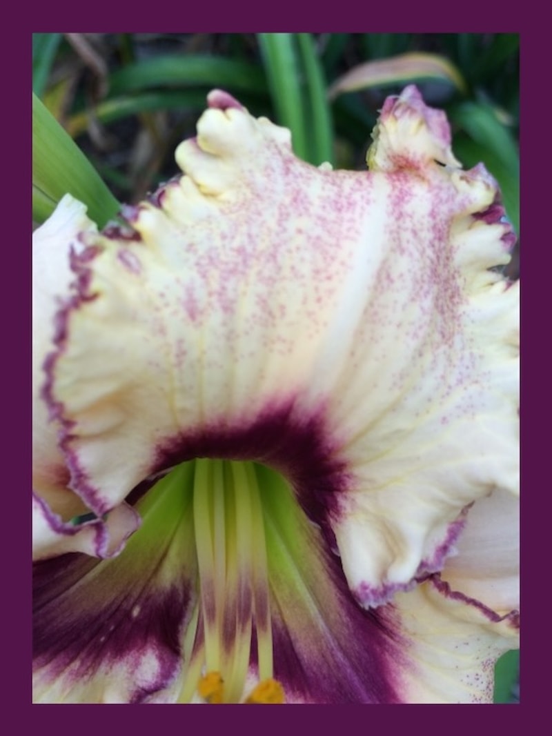 LOTTA DOTTA from starcrossedseeds