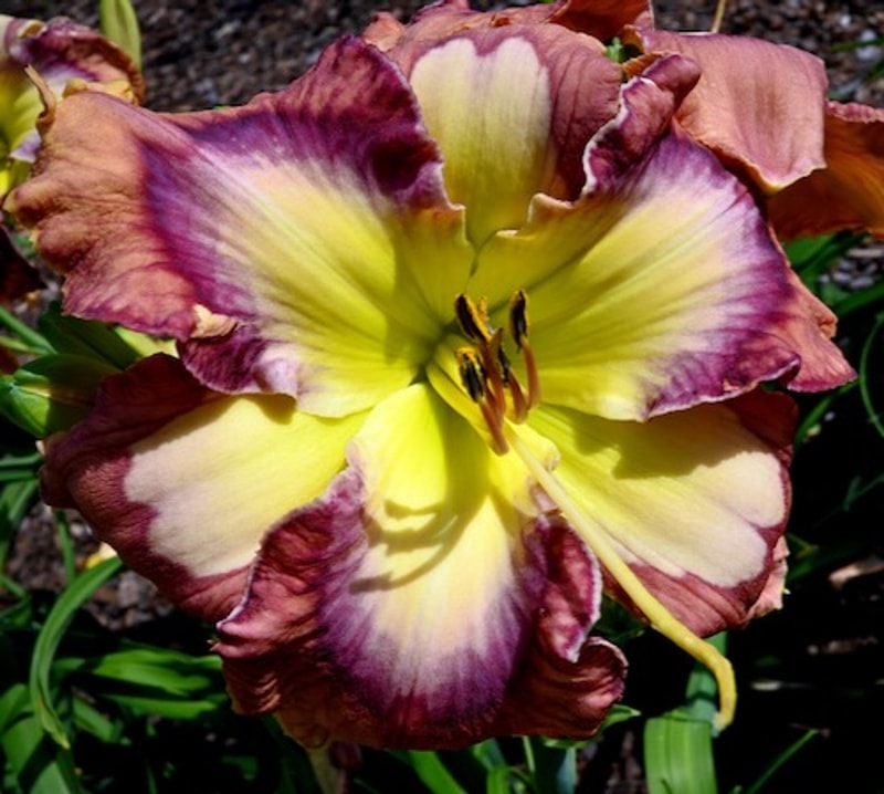 CROSS BONES from starcrossedseeds