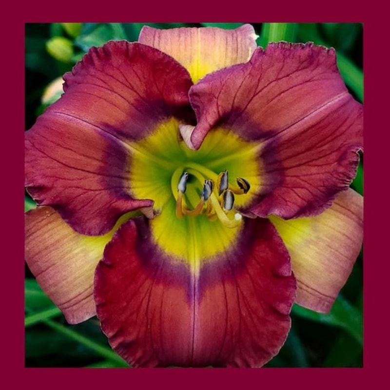 COAT OF MANY COLORS from starcrossedseeds