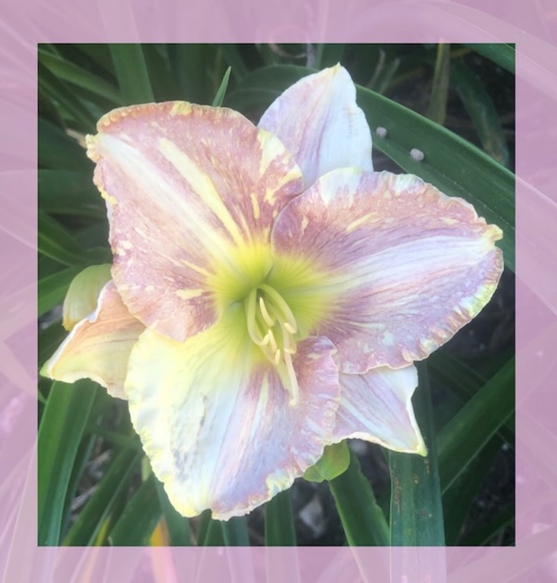 SHATTERED from starcrossedseeds