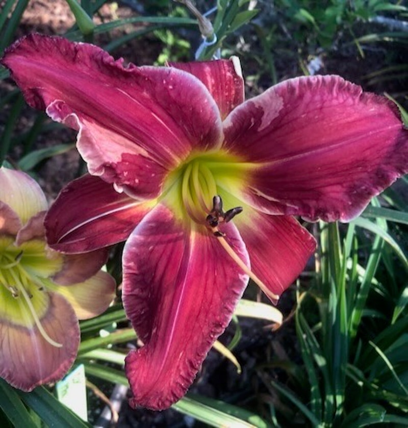 COSMOS FIREFLIES from starcrossedseeds