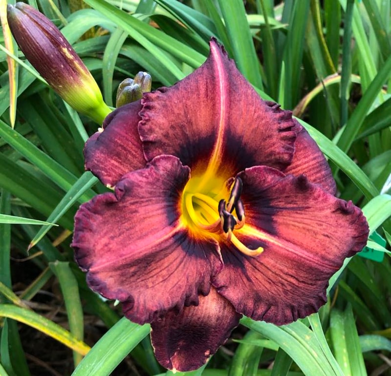 OWEN'S BURNT CHOCOLATE COOKIE from starcrossedseeds