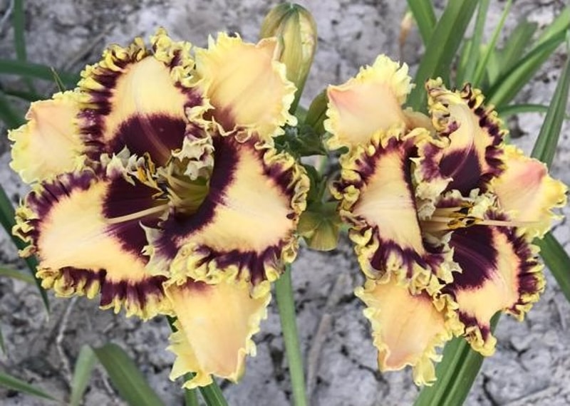 BURLEY BOBCAT from starcrossedseeds